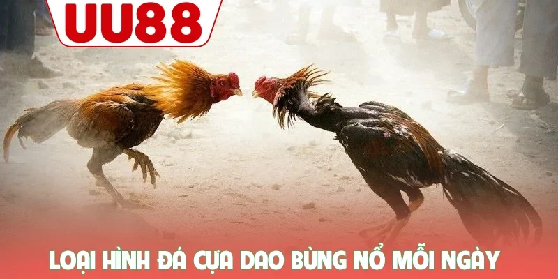 Loại hình đá cựa dao bùng nổ mỗi ngày