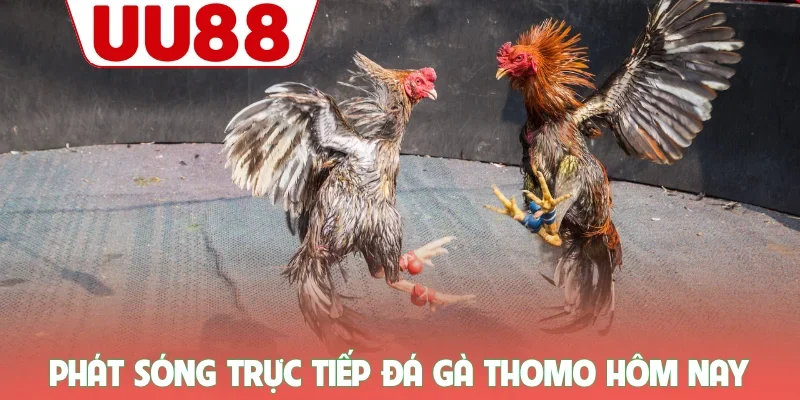 Phát sóng trực tiếp đá gà Thomo hôm nay