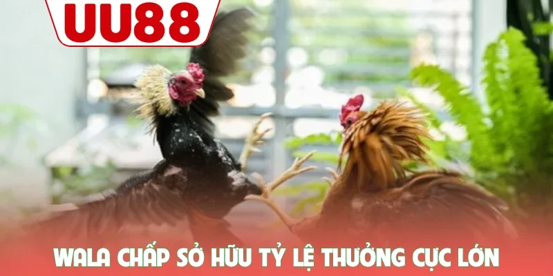 Wala chấp sở hữu tỷ lệ thưởng cực lớn